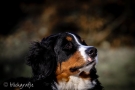 img_7930-skl-24