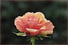 cimg6626-kl-bas-entf4l