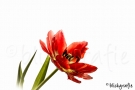 img_2092-blickgrafie_-hp-blickgrafie-2013