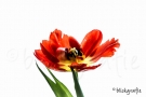 img_2107-blickgrafie-2013-hp-blickgrafie-2013