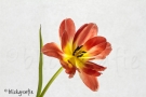 img_2196-blickgrafie-2013-hp-blickgrafie-2013