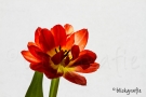 img_2206-blickgrafie-2013-hp-blickgrafie-2013